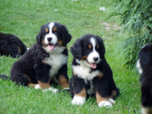 Chovatelsk stanice Bernskho salanickho psa prod tata s PP