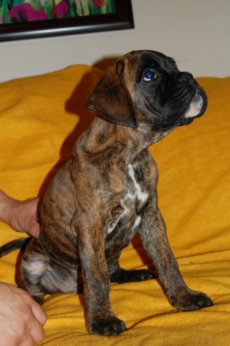 �t��ata boxera s PP