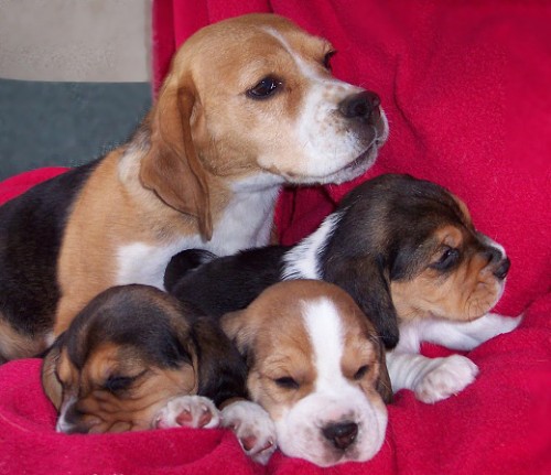 PROD�ME B�GLA S PP