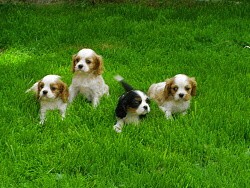 kaval�r king charles �panel