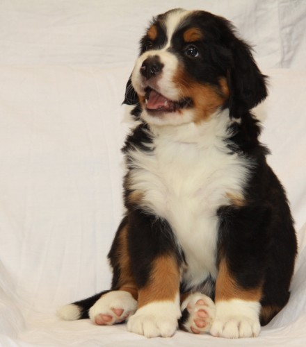 Bernsk� sala�nick� pes - �t�n� s PP