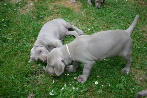 �t���tka vok