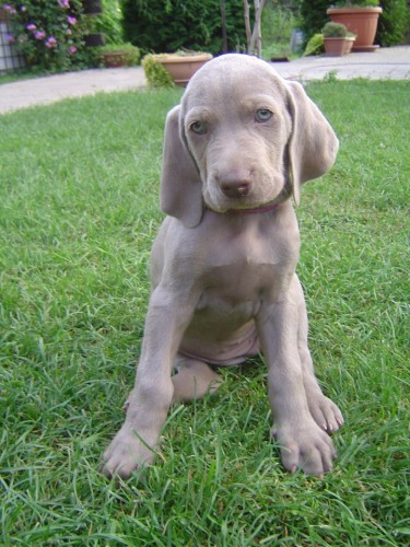 v�marsk� oha� kr�tkosrst� - VOK