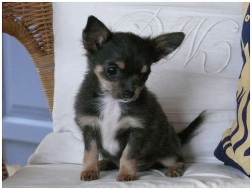 �ivava - modr�, �okol�dov�