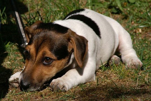 Jack Russel Teri�r