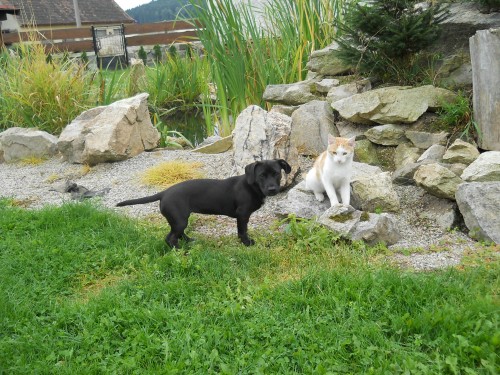 Prod�m k��ence jezev��ka a staforda