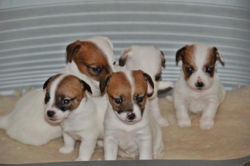 Jack Russell teri�r