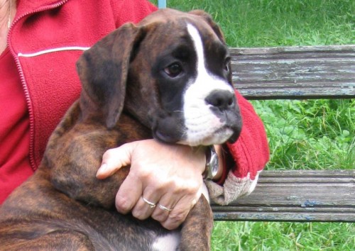 boxer štěňe boxer štěňe