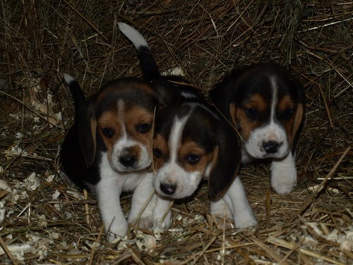 b�gl beagle
