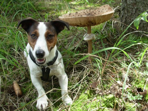 Nabzm psa bez PP ke kryt 