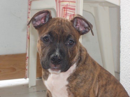 Prod�m �t�n� Amstafa