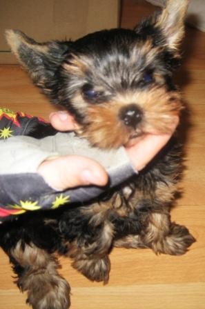 �t���tko Jork��rsk�ho teri�ra