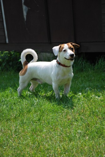 Daruji k��ence Jack Russell teri�ra