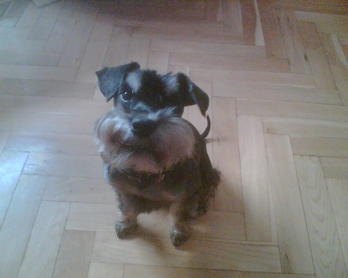 Malý knírač ke krytí Malý knírač ke krytí