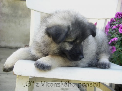 N�meck� �pic vl��, �t���tka na prodej