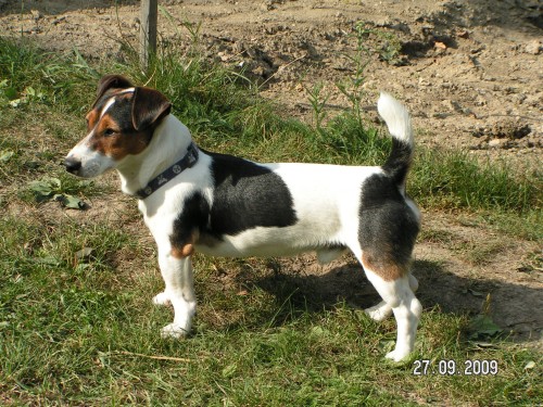 Jack Russel Terier - kryt�