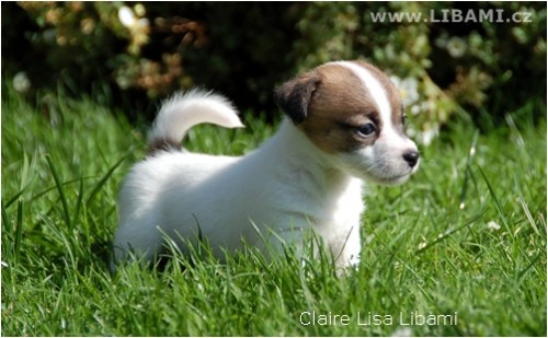Jack Russell teri�r