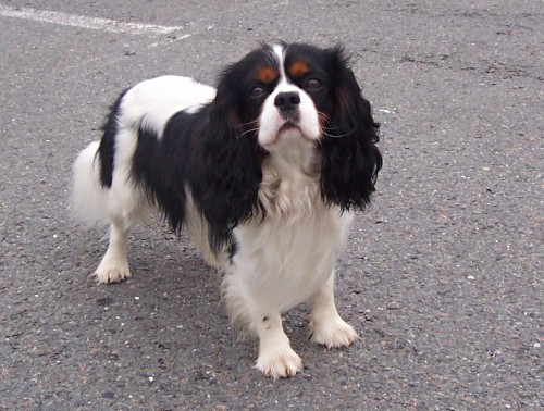 kaval�r king charles spanel ke kryt�