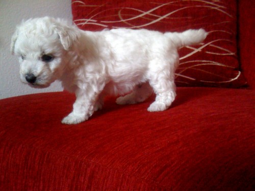 �T���TKA BOLO�SK�HO PS�KA