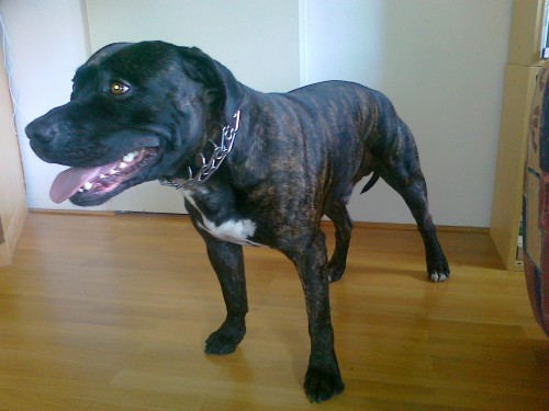 Hled�me kryt� pro am. pitbulteri�ra