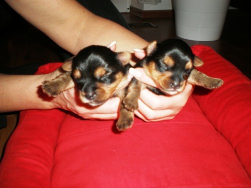 �t�n� jork��rsk�ho teriera