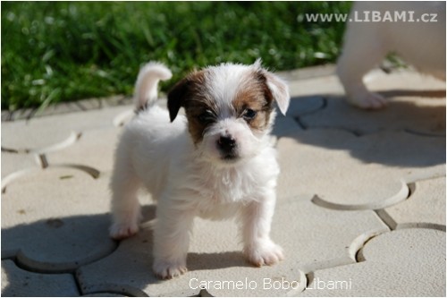 Jack Russell teri�r