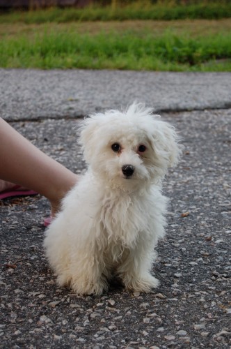 Nab�z�m bolo�sk�ho ps�ka ke kryt�