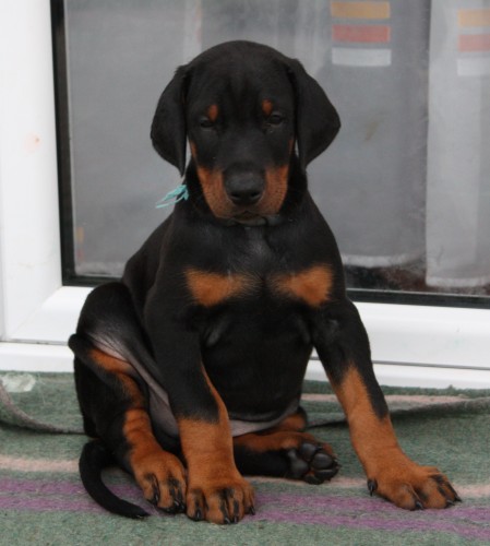 Dobrman-prodám štěně Dobrman-prodám štěně