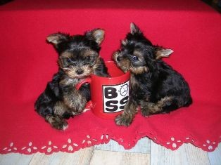 Prod�m velice kvalitn� a kr�sn� �t���tka Jork��rka