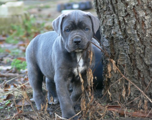 Cane Corso - kr�sn� �t���tka bez PP, VIDEO!
