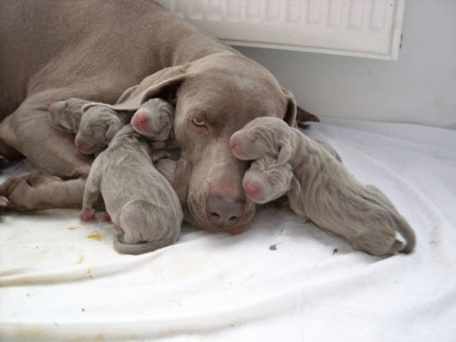 V�marsk� oha� kr�tkosrst� - prod�m �t��ata