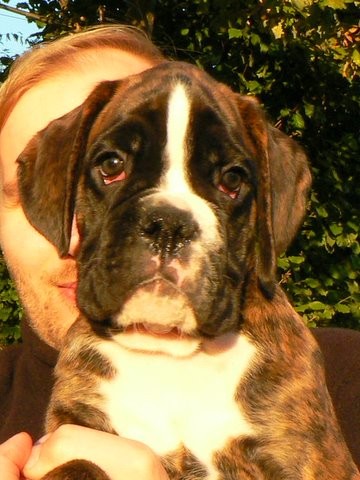 Skv�l� �t���tka Boxera s PP pr�v� k odb�ru!!!