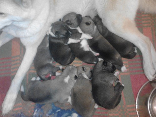 Štěňátka Akita Inu Štěňátka Akita Inu