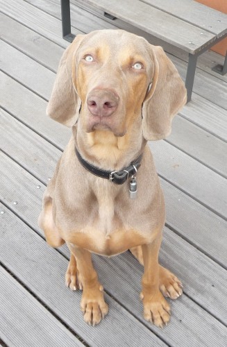 V�MARSK�  OHA�  kr�tkosrst�