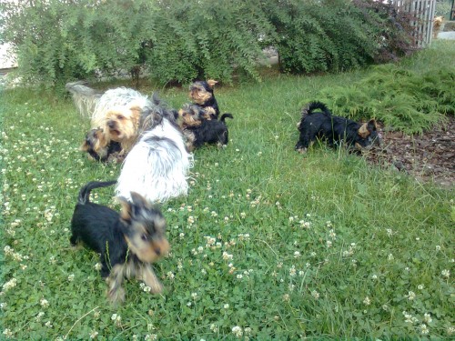 Prod�me �t��ata York��rsk�ho teri�ra s PP