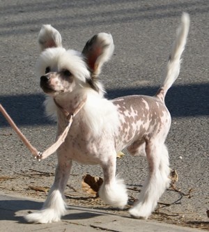 �t�n�tka k prodeji,