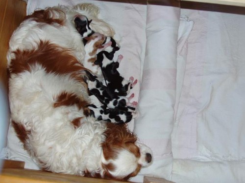 Kaval�r King Charles �pan�l