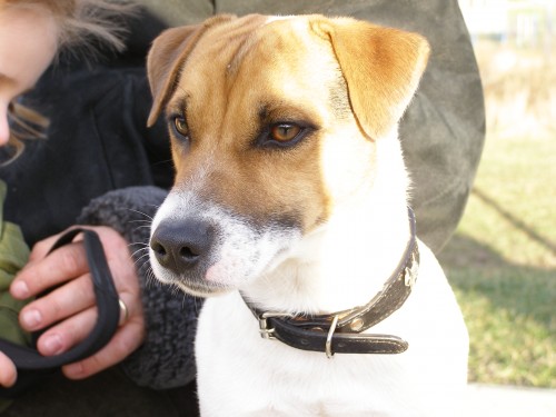 JACK RUSSELL TERI�R S PP