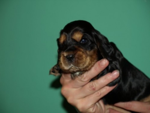 kr�sn� �t���tka kok��k�