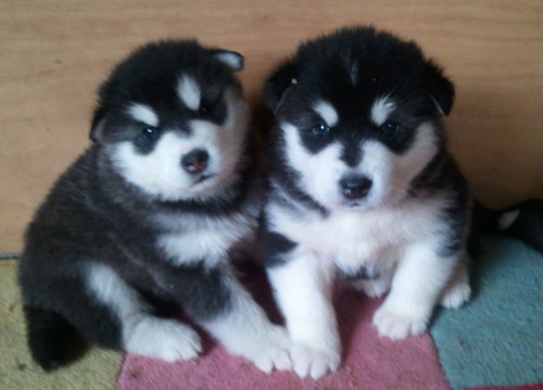 Alja�sk� malamut - �t��ata s PP