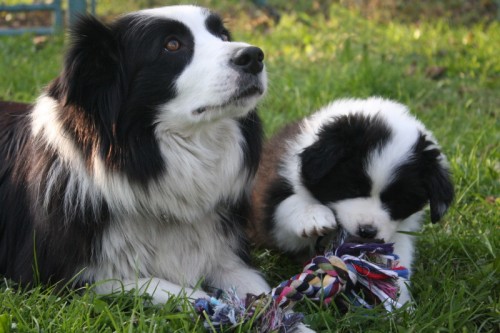 Jsem �ernob�l� �t���tko Border Kolie s PP