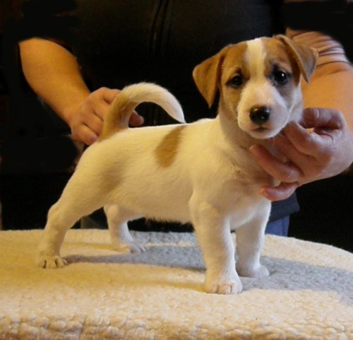 Jack russell terier s pp
