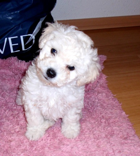 BOLO�SK� PS�K- �t���tka s PP