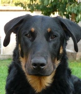 �t��ata BEAUCERON (boseron)- Francouzsk� ov��k
