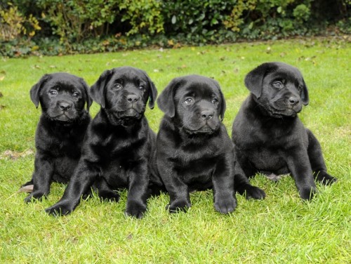 Fene�ka Labradora s PP