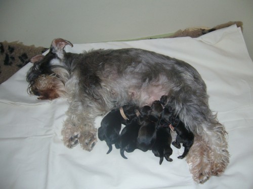 Knírač malý pepř a sůl šťěňátka s PP Knírač malý pepř a sůl šťěňátka s PP