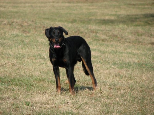 prod�m pejska �P s PP