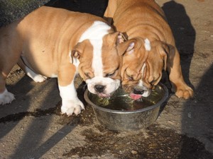 Anglick� buldok - �t��ata s pp