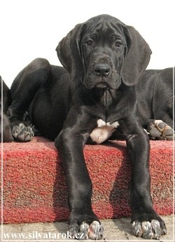 N�meck� doga �ern� �t���tka s PP