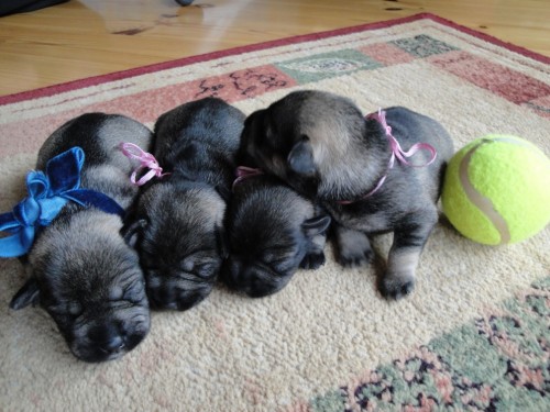 Prodám štěňata P+S - Brno Prodám štěňata P+S - Brno